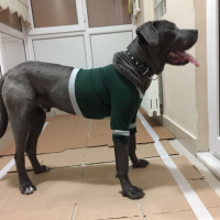 Cane Corso Italiano, Köpek  Zeus fotoğrafı