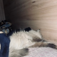 Himalayan, Kedi  Lina fotoğrafı