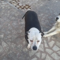 Amerikan Pitbull Terrier, Köpek  Nazlı fotoğrafı