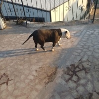 Amerikan Pitbull Terrier, Köpek  Nazlı fotoğrafı