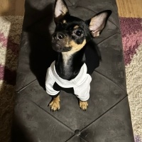 Minyatür Pinscher, Köpek  Leo fotoğrafı