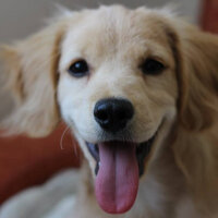 Golden Retriever, Köpek  PANİ BEY fotoğrafı