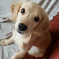 Golden Retriever, Köpek  PANİ BEY fotoğrafı