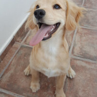 Golden Retriever, Köpek  PANİ BEY fotoğrafı