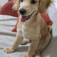 Golden Retriever, Köpek  PANİ BEY fotoğrafı