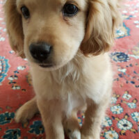 Golden Retriever, Köpek  PANİ BEY fotoğrafı