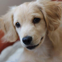 Golden Retriever, Köpek  PANİ BEY fotoğrafı