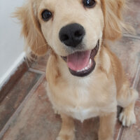 Golden Retriever, Köpek  PANİ BEY fotoğrafı