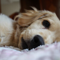 Golden Retriever, Köpek  PANİ BEY fotoğrafı