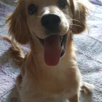 Golden Retriever, Köpek  PANİ BEY fotoğrafı