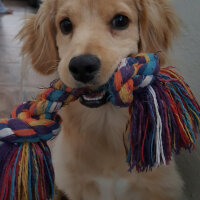 Golden Retriever, Köpek  PANİ BEY fotoğrafı