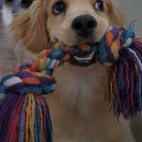 Golden Retriever, Köpek  PANİ BEY fotoğrafı