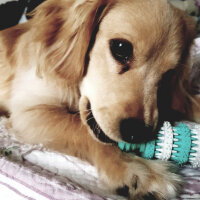 Golden Retriever, Köpek  PANİ BEY fotoğrafı