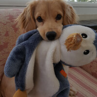 Golden Retriever, Köpek  PANİ BEY fotoğrafı