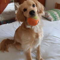 Golden Retriever, Köpek  PANİ BEY fotoğrafı