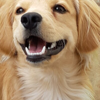 Golden Retriever, Köpek  PANİ BEY fotoğrafı