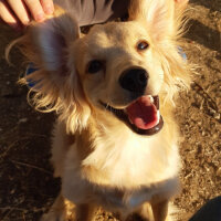 Golden Retriever, Köpek  PANİ BEY fotoğrafı