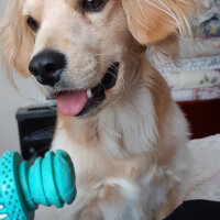 Golden Retriever, Köpek  PANİ BEY fotoğrafı