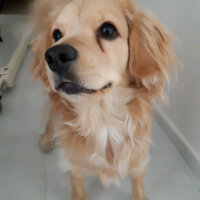 Golden Retriever, Köpek  PANİ BEY fotoğrafı