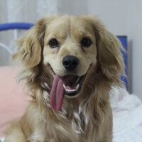 Golden Retriever, Köpek  PANİ BEY fotoğrafı