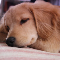 Golden Retriever, Köpek  PANİ BEY fotoğrafı