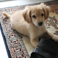 Golden Retriever, Köpek  PANİ BEY fotoğrafı