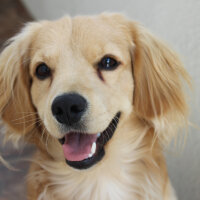 Golden Retriever, Köpek  PANİ BEY fotoğrafı