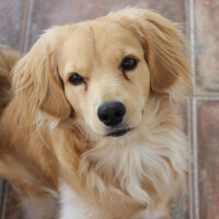 Golden Retriever, Köpek  PANİ BEY fotoğrafı