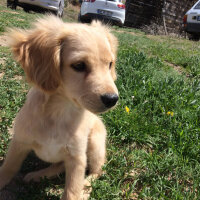 Golden Retriever, Köpek  PANİ BEY fotoğrafı