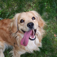 Golden Retriever, Köpek  PANİ BEY fotoğrafı