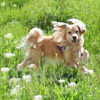 Golden Retriever, Köpek  PANİ BEY fotoğrafı