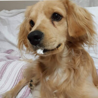 Golden Retriever, Köpek  PANİ BEY fotoğrafı