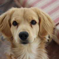 Golden Retriever, Köpek  PANİ BEY fotoğrafı