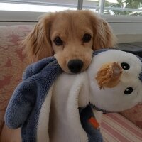 Golden Retriever, Köpek  PANİ BEY fotoğrafı