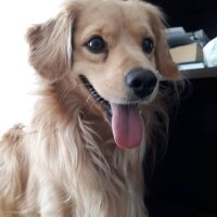 Golden Retriever, Köpek  PANİ BEY fotoğrafı