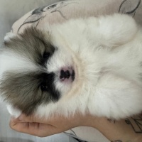 Pomeranyalı, Köpek  İsim yok fotoğrafı