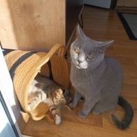 British Shorthair, Kedi  Mochi fotoğrafı