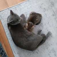 British Shorthair, Kedi  Mochi fotoğrafı