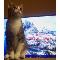 Tekir Kedi, Kedi  Pufi fotoğrafı
