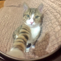 Tekir Kedi, Kedi  Pufi fotoğrafı