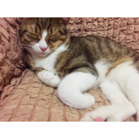 Tekir Kedi, Kedi  Pufi fotoğrafı