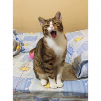 Tekir Kedi, Kedi  Pufi fotoğrafı