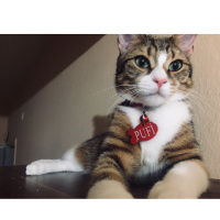Tekir Kedi, Kedi  Pufi fotoğrafı