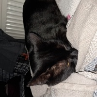 Bombay, Kedi  Gece fotoğrafı