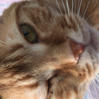 Tekir Kedi, Kedi  Elga fotoğrafı