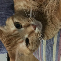 Tekir Kedi, Kedi  Elga fotoğrafı