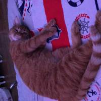 Tekir Kedi, Kedi  Elga fotoğrafı