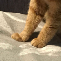 Tekir Kedi, Kedi  Elga fotoğrafı