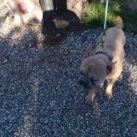 Fransız Bulldog, Köpek  Ciko fotoğrafı