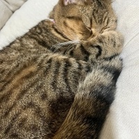 Scottish Fold, Kedi  Lina Scottish Fold tekir kırması fotoğrafı